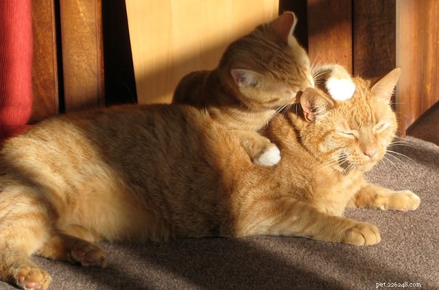 고양이에게 고양이의 사랑을 표현하는 5가지 방법