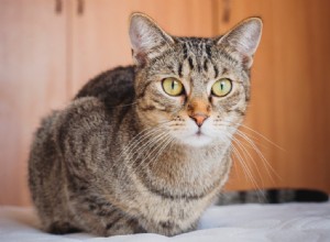 Fråga en veterinär:Varför väcker min katt mig när jag sover?
