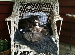 Fråga en veterinär:Varför gillar min katt att sova på konstiga ställen?