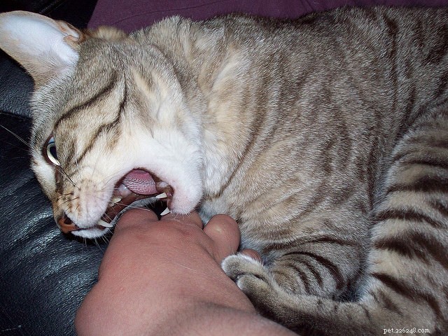 Спросите ветеринара:почему моя кошка кусает меня?