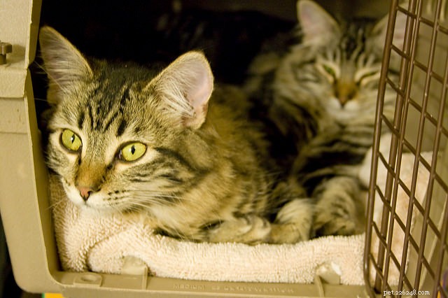 3 tipy, jak zajistit, aby vaše kočka milovala svého nosiče