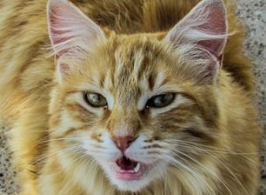 Fråga en veterinär:Varför är min katt hungrig hela tiden?