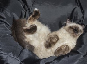 獣医に尋ねる：私の猫は夢を見ますか？ 