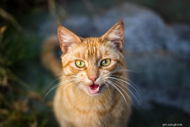 Van de dierenarts:5 manieren waarop uw kat met u communiceert