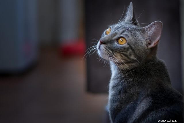 Do veterinário:5 maneiras de seu gato se comunicar com você