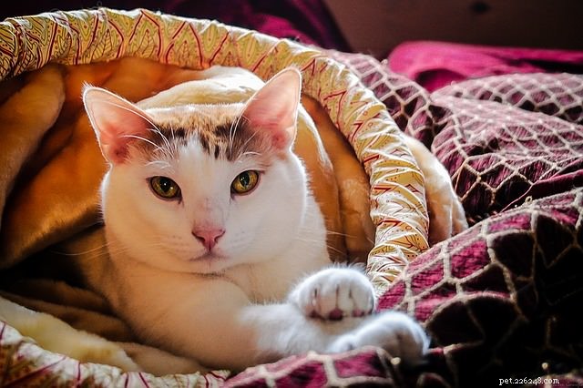 5 věcí, které si přejí vaše kočky, aby vám mohly říct