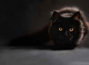 獣医に尋ねる：なぜ私の猫は夜に最も活発に見えるのですか？ 