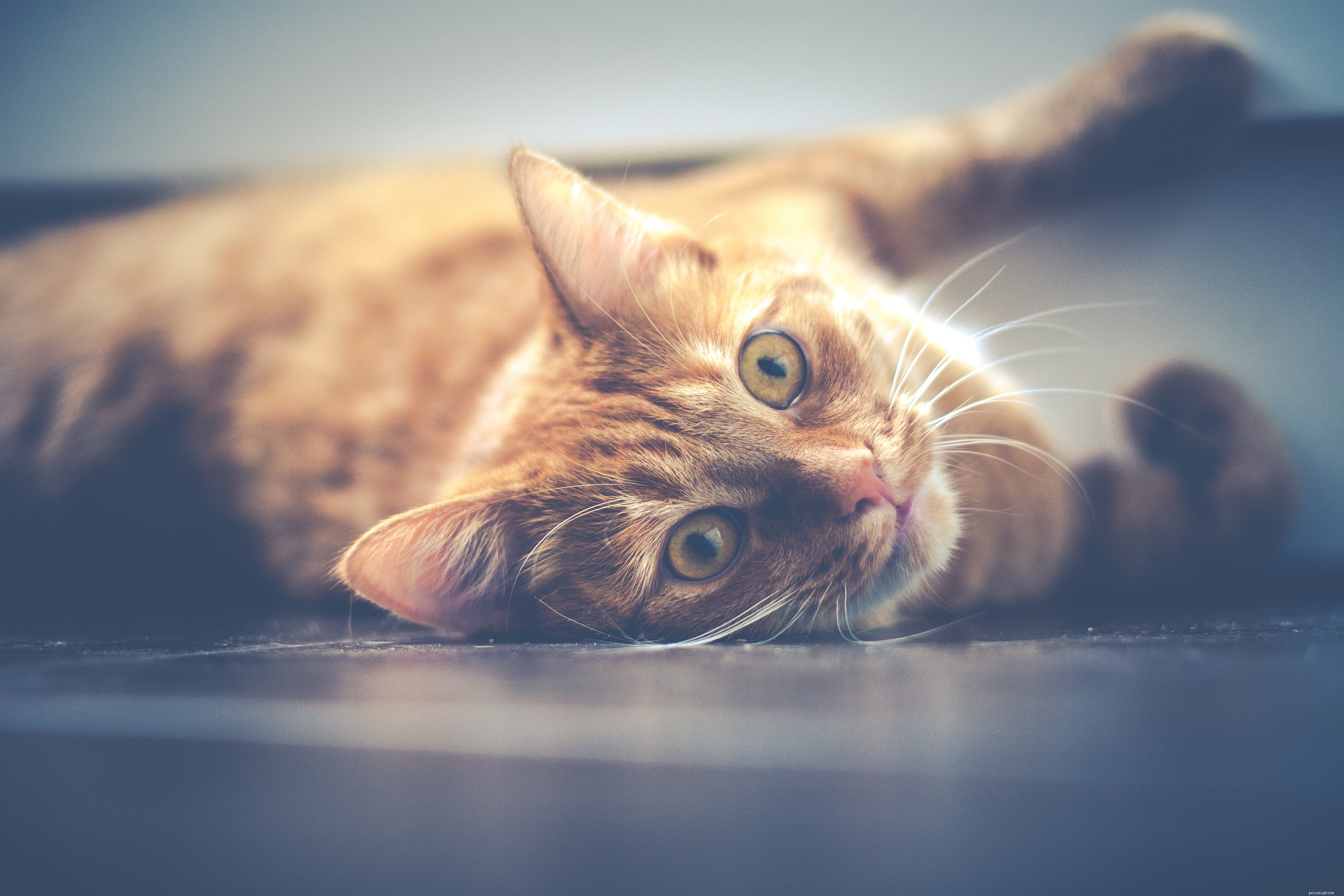 Chiedi a un veterinario:perché il mio gatto sembra più attivo di notte?