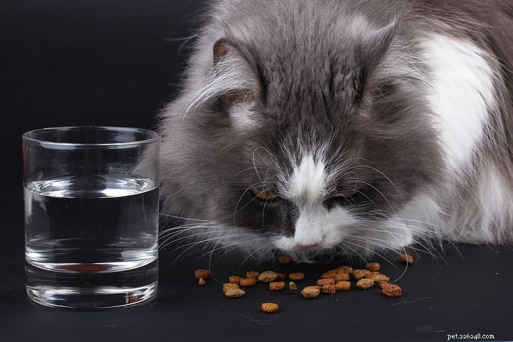 Fråga en veterinär:Varför gillar min katt bara torrfoder?