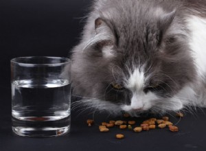 獣医に尋ねる：なぜ私の猫は乾物だけが好きなのですか？ 