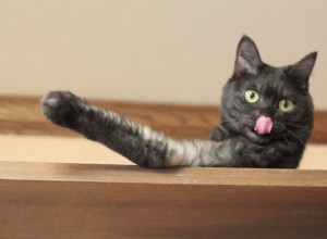 Zeptejte se veterináře:Proč se moje kočka vplíží do skříněk?