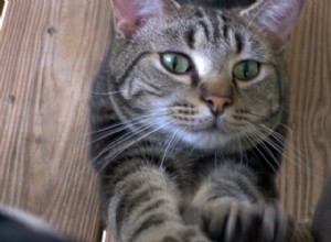 Fråga en veterinär:Varför vässar min katt sina klor?
