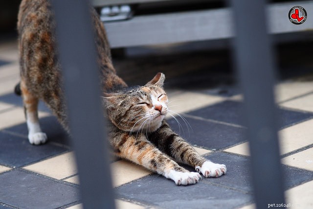 Varför stretchar katter så ofta?