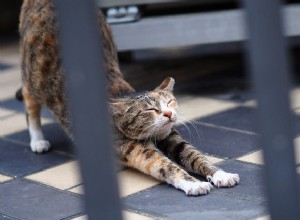 Varför stretchar katter så ofta?