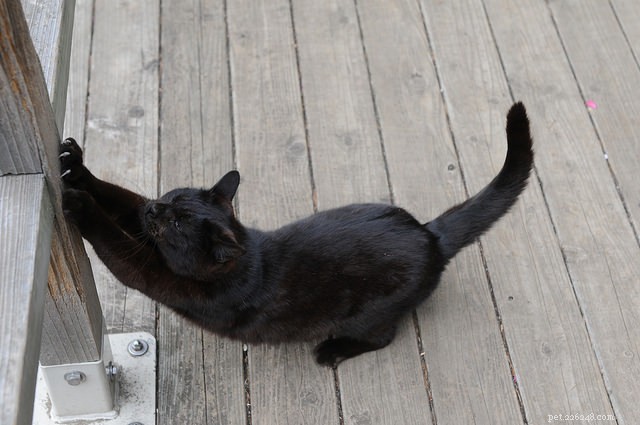 Varför stretchar katter så ofta?
