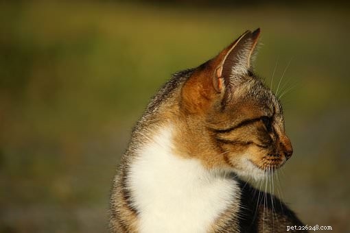 Pergunte a um veterinário:Por que meu gato me ignora quando ligo para ele?