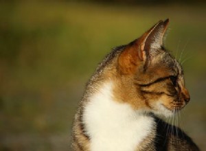 Zeptejte se veterináře:Proč mě moje kočka ignoruje, když jí zavolám?