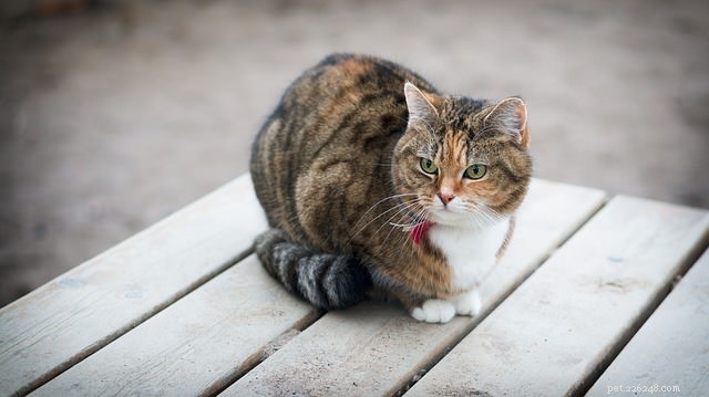 Zeptejte se veterináře:Proč moje kočka škube ocasem?