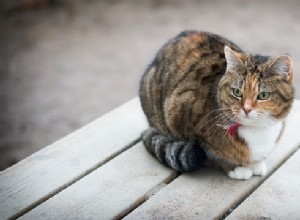 Zeptejte se veterináře:Proč moje kočka škube ocasem?