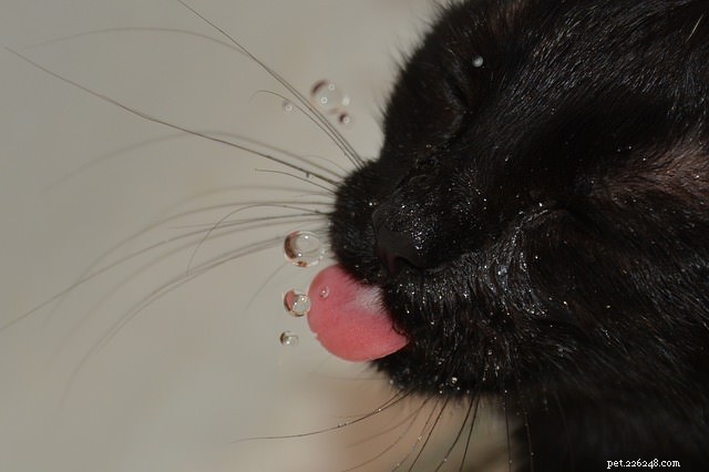 6 redenen waarom katten uit de kraan en onder de douche drinken