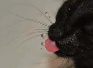 6 raisons pour lesquelles les chats boivent du robinet et de la douche