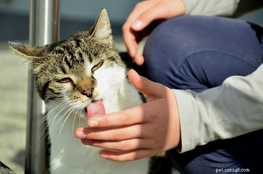 Chiedi a un veterinario:perché il mio gatto mi lecca sempre?