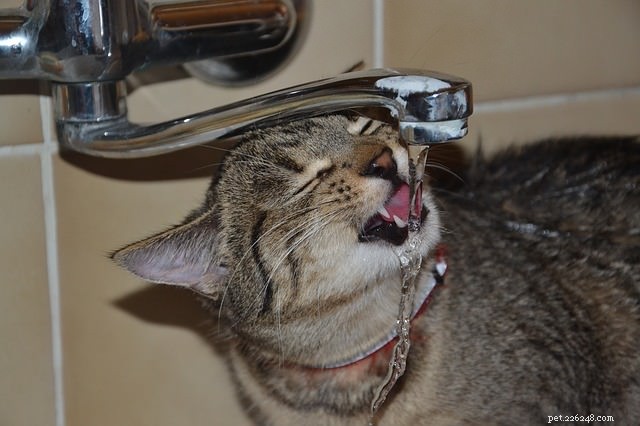 고양이가 수도꼭지와 샤워기를 마시는 6가지 이유
