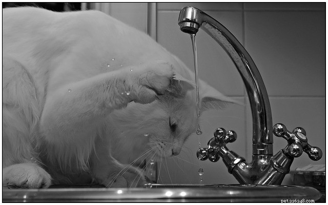 6 raisons pour lesquelles les chats boivent du robinet et de la douche