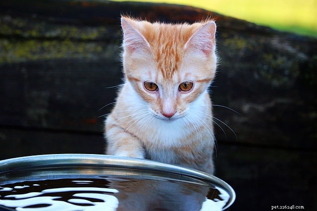 6 motivi per cui i gatti bevono dal rubinetto e dalla doccia