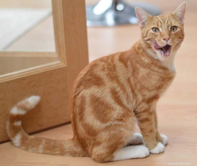 6 razões pelas quais os gatos bebem da torneira e do chuveiro