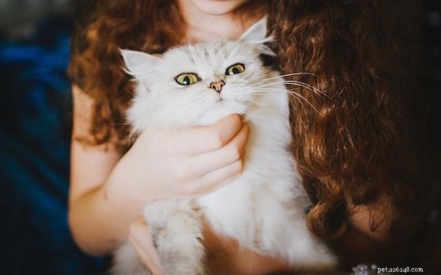 Pergunte a um veterinário:Por que meu gato me morde quando eu o acaricio?