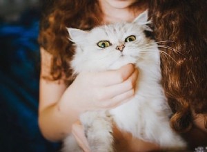 Спросите ветеринара:почему мой кот кусает меня, когда я его глажу?