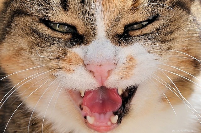 Chiedi a un veterinario:cosa devo fare se il mio gatto è aggressivo nei confronti di una determinata persona?