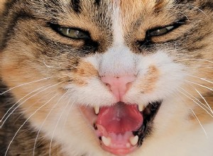 수의사에게 물어보세요:고양이가 특정 사람에게 공격적이면 어떻게 해야 합니까?