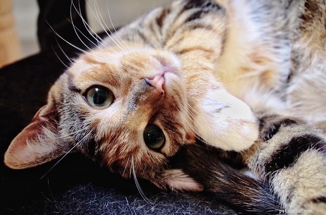 Pergunte a um veterinário:Por que meu gato parece atraído por “pessoas que não são gatos”?