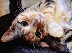 Fråga en veterinär:Varför verkar min katt dras till  icke-kattmänniskor ?