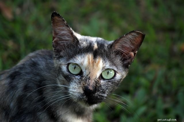 Rozdíl mezi divokými a toulavými kočkami – a co můžete dělat