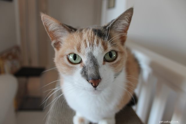 Chiedi a un veterinario:4 modi per soddisfare i bisogni emotivi del tuo gatto