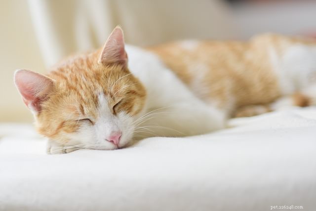 Спросите ветеринара:почему моя кошка спит весь день?