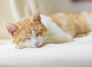 수의사에게 물어보세요:왜 내 고양이는 하루 종일 잠을 잘까요?