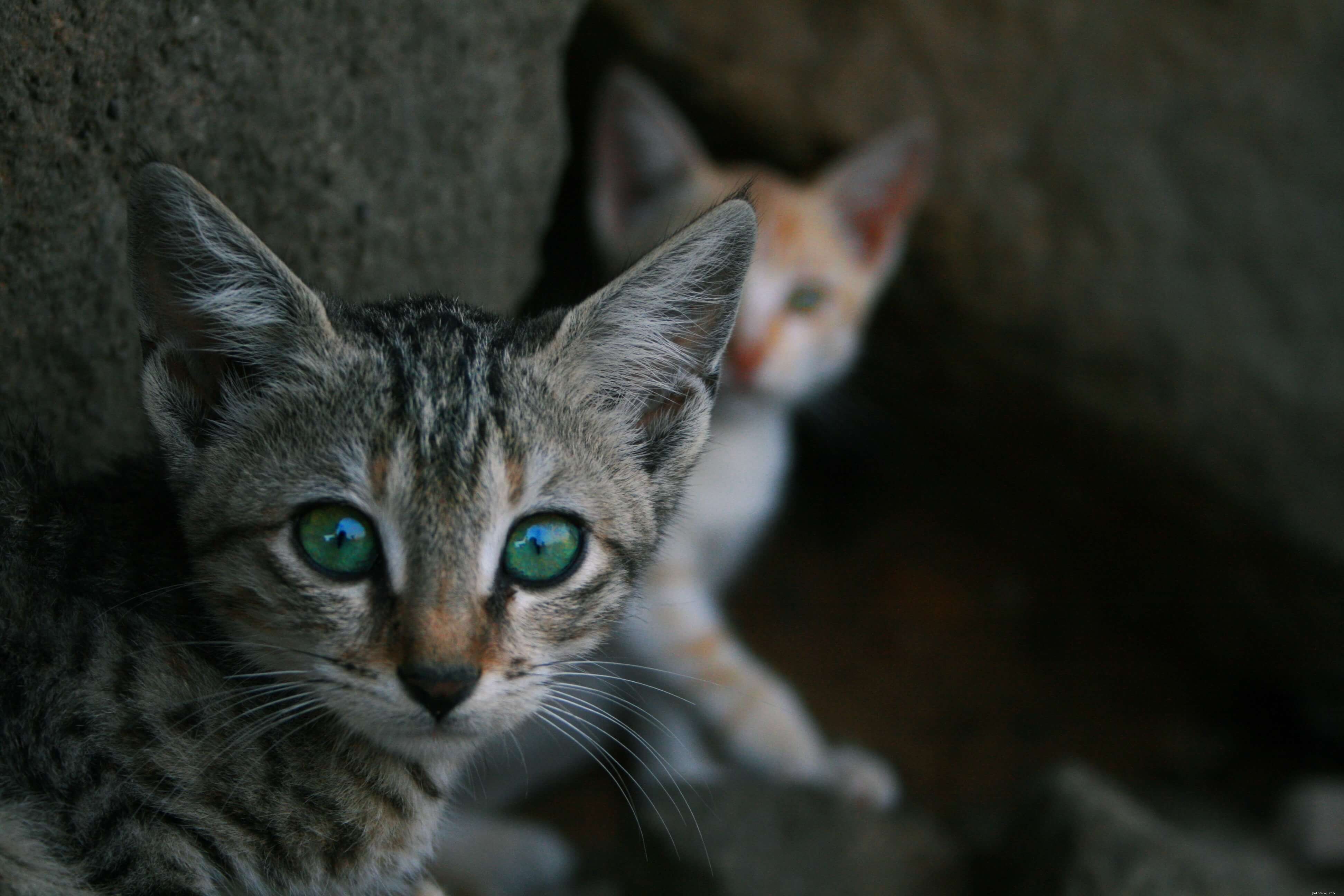 Demandez à un vétérinaire :pourquoi les mamans chats portent-elles leurs bébés par le cou ?