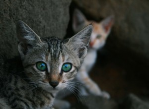 Спросите ветеринара:почему кошки-матери носят своих детенышей за шею?