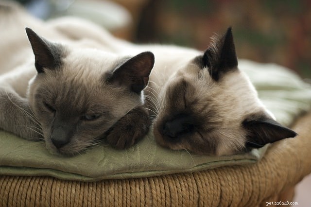 Pergunte a um veterinário:Por que meu gato dorme o dia todo?