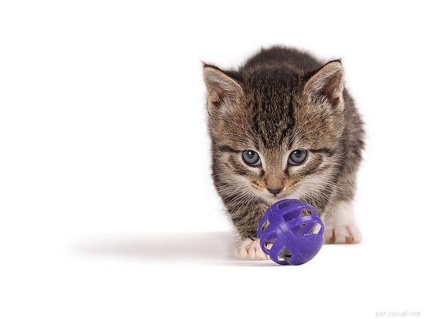 Pergunte a um veterinário:Por que brincar é importante para meu gato?