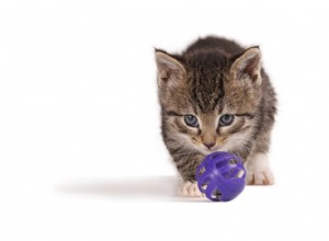 수의사에게 물어보세요:고양이에게 놀이가 중요한 이유는 무엇입니까?