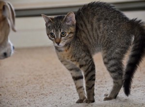 Proč kočky nafukují ocasy?