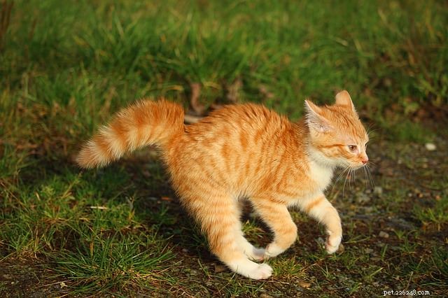 Perché i gatti sbuffano la coda?