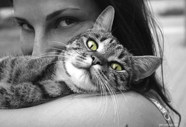 5 věcí, které potřebujete vědět o tom, že necháte svou kočku samotnou doma