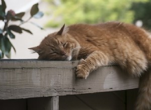 これがあなたの猫のしっぽがあなたに「言っている」ことです 