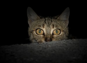 Спросите ветеринара:почему мой кот так реагирует, когда его что-то пугает?